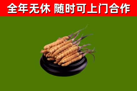 博白县烟酒回收冬虫夏草.jpg